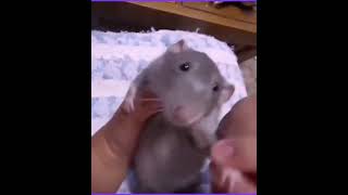 La vecinita tiene antojo