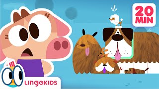 HOW TO TAKE CARE OF PETS 🐾 Learn about animals 🐶 Lingokids Cartoons