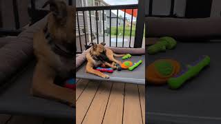 Video preview image #1 Mutt Puppy For Sale in Fenton, MO, USA