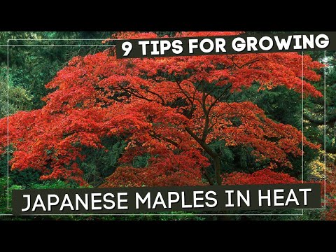 Must Know Tricks For Growing Japanese Maples In Heat!!🍁🍁🍁