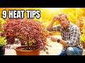 9 Tricks To Grow Japanese Maples In Hot Weather That Actually Work