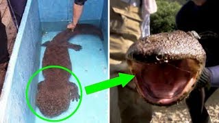 10 FASCINATING Living Fossils!