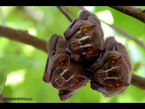 Zoologia de Vertebrados -