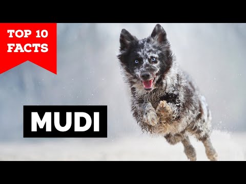 Mudi - Top 10 Facts
