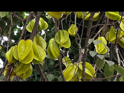 Star ⭐️ Fruits, Carambola: स्टार फ्रुस्ट