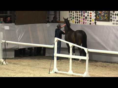 Bellini Royal 2014 Freispringen