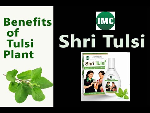 Shri tulsi a fogyásért