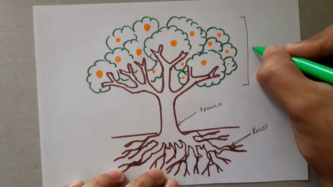 Cómo dibujar un árbol, planta y sus partes | How to draw a tree, plant and its parts |