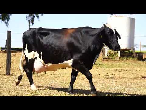 VACA PARIDA - ESFINGE FIV MILC - 1932-AT - 1/2 HOL X 1/2 GIR