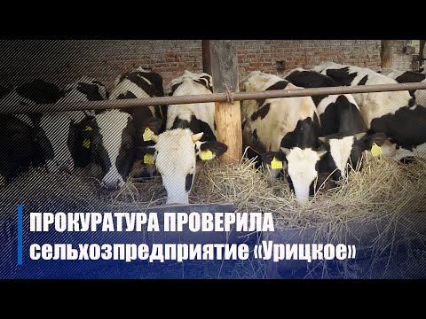 Сельскохозяйственное предприятие "Урицкое" проверили сотрудники прокуратуры видео