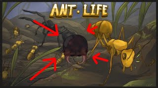 Roblox Ant Life [NEW UPDATE] BEETLE LARVAE ATTACK!!!