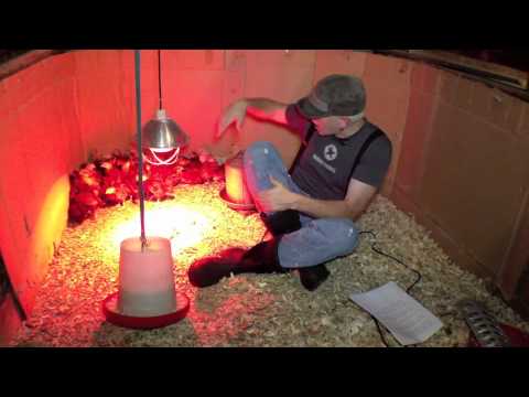 When can i take the chickens out of the incubator