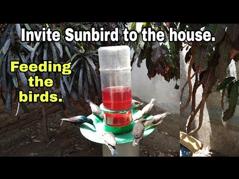 How to invite birds, sunbirds to your home in summer. Rooh Afza Sharbat was given to the birds