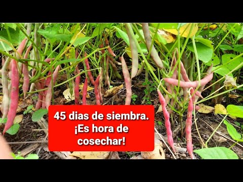 Cosechando Frijol en 45 días 🕒