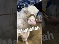 Koi Had Hy Unky Uroj Ki Cow Video Shorts