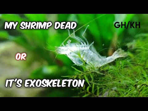 Shrimp exoskeleton | molting process | How to care for shrimp after it's skin shed | Shrimp Skin
