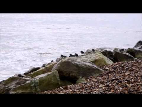 Kurt J. Moser - Splendour