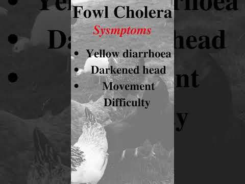 , title : 'Chicken Diseases, Symptoms and Medication | #chicken #chicksratetoday #chickenfeed #chickendiseases'