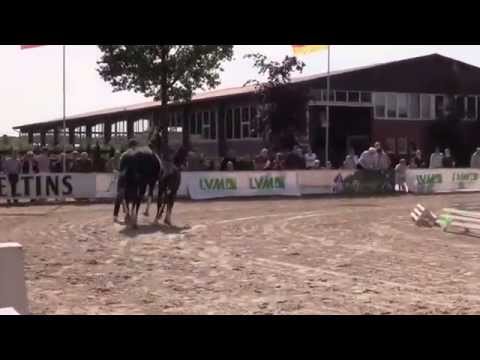 Hengst von Rock Amour- Wellcome