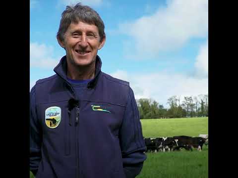 How to incorporate red clover into your beef system