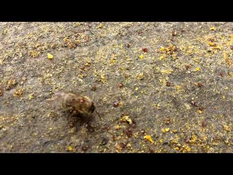 Varoe napadaju pčelu