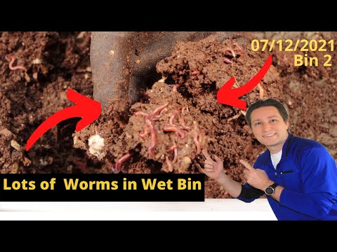 10 Gallon Worm Bin 2 is a bit too wet 7/12/2021