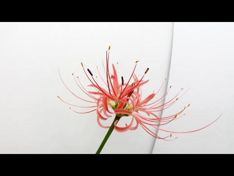 彼岸花開花
