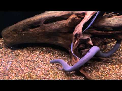 Caecilians in Tropical Encounters!