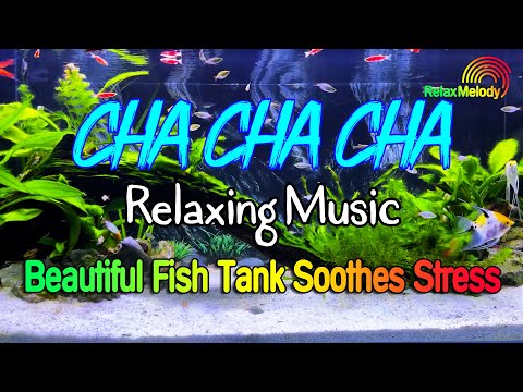 New Latin Cha Cha Cha Relaxing Instrumental - Beautiful Cha Cha Melody, Fish Tank Soothes Stress