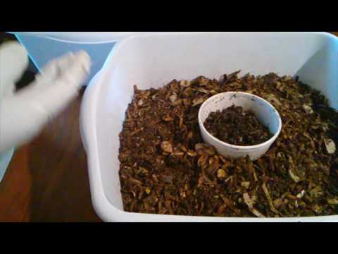 SO MANY Baby Worms in My Migration Cup!