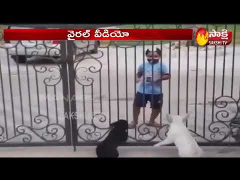 Dogs excited to see boy dancing bhangra, adorable 😍  #dance #bhangradance #pets #cute