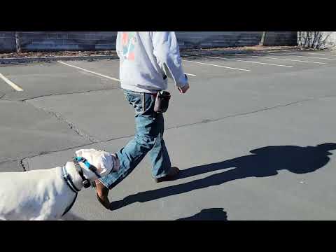 Ruff Pup Dog Training video.