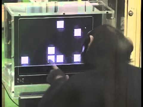 Un mono memorizando numeros