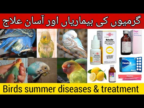 Birds summer diseases and treatment | loose motion,eye infection,fever,seep treatment in Urdu