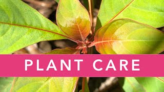 FIREBUSH PLANT CARE | Florida Native Plants