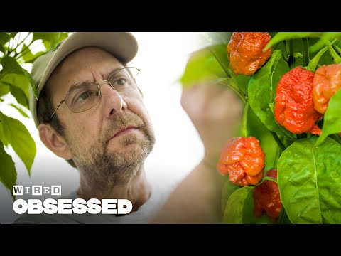 , title : 'How This Guy Made the World's Hottest Peppers | Obsessed | WIRED