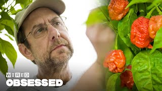 How This Guy Made the World&#39;s Hottest Peppers | Obsessed | WIRED