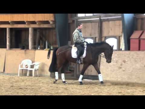 Destano-Stedinger mare * 2012 for sale