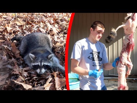 Raccoon CATCH CLEAN COOK! {Experimental}