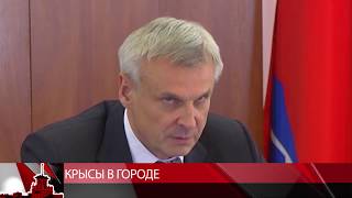 #мтквидео Специалисты Роспотребнадзора объясняли причины крысиного нашествия в Магадане