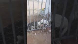 CENAS FORTES , PITBULL ESTRASALHA CACHORRO VIRA-LATA