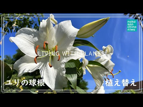 ユリ:春は植え付けの時期です 植物
