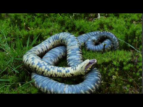 Užovka obojková (Natrix natrix) — predstieranie smrti (thanatóza)