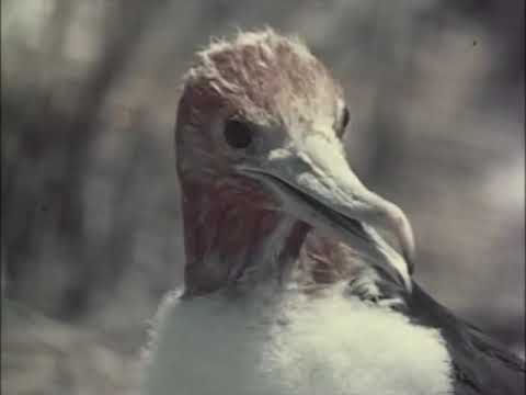 Malcolm Douglas - Australia - Follow The Sun (Part 1)  1972