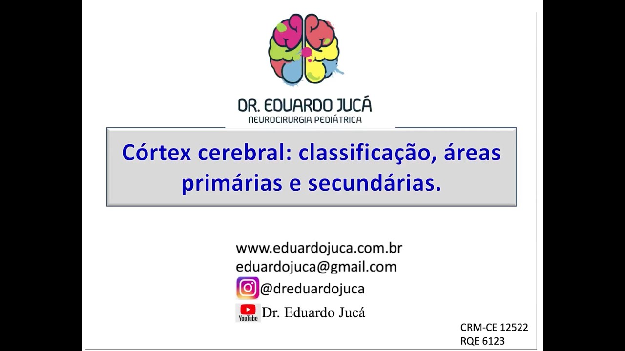 Neuroanatomia   Córtex cerebral