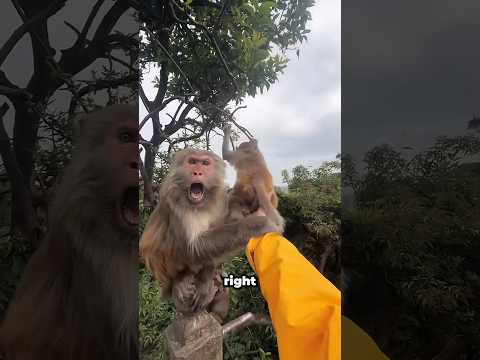 The Most Overprotective Monkey Mom Ever! 🐒😱