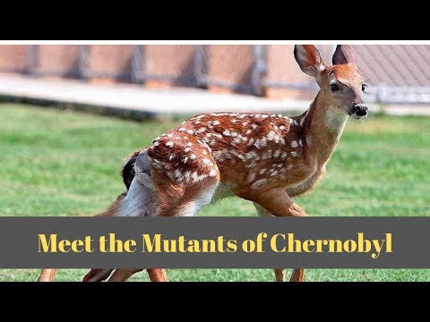 Animals of Chernobyl: Meet the Mutants