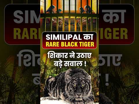 Similipal का Rare Black Tiger शिकार ने उठाए बड़े सवाल! #blacktiger #similipal #tiger
