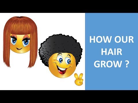 Hair anatomy - phases in hair growth - structure of the hair