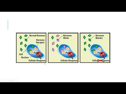 APES Unit 8.3 - Endocrine Distruptors